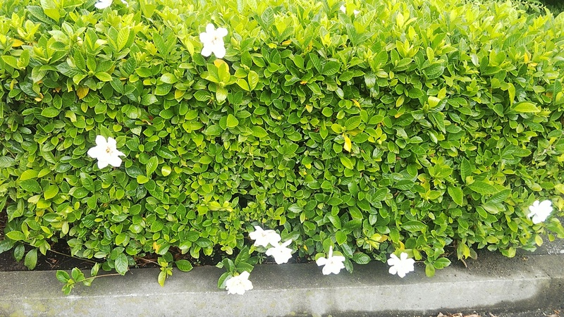 クチナシ 東京都大田区大和大橋