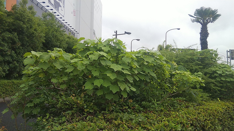 フヨウ、アオギリ、ユキヤナギ、トウジュロ、サザンカ 東京都大田区大和大橋