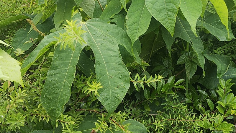 アオギリの葉 東京都大田区大和大橋