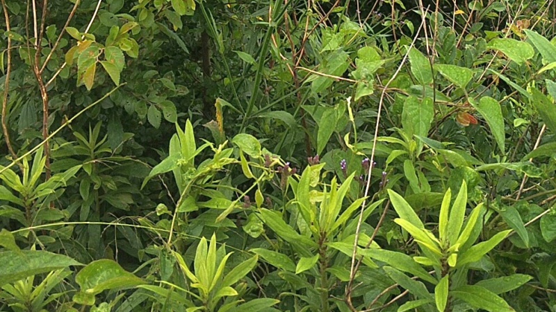 大和大橋左岸袂の雑草 東京都大田区平和島公園