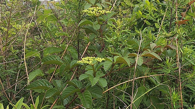 メマツヨイグサ、ヤブガラシ、アキニレ、セイタカアワダチソウ 東京都大田区大和大橋