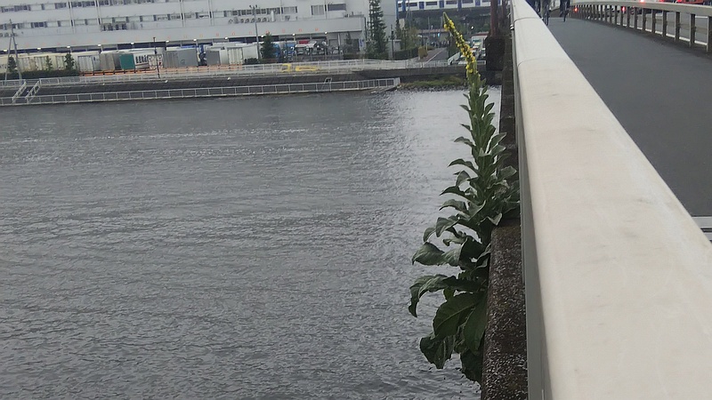 ビロードモウズイカ 東京都大田区大和大橋