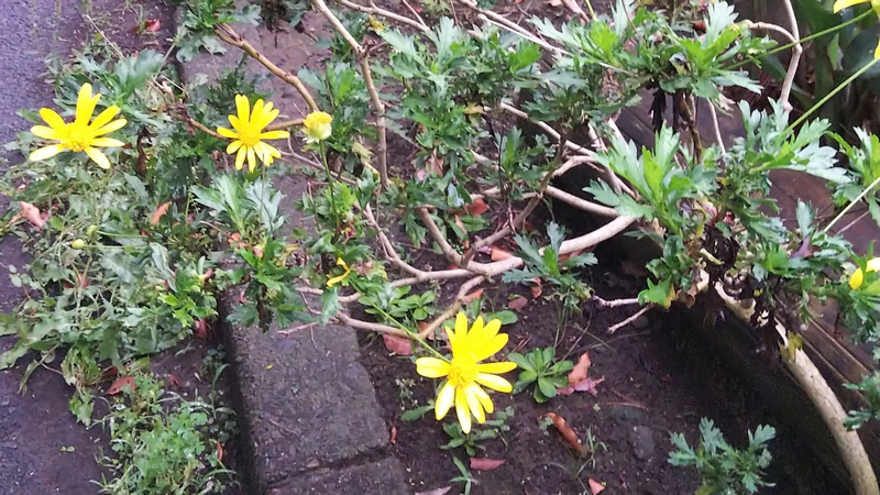 マーガレットコスモス 東京都大田区平和島公園