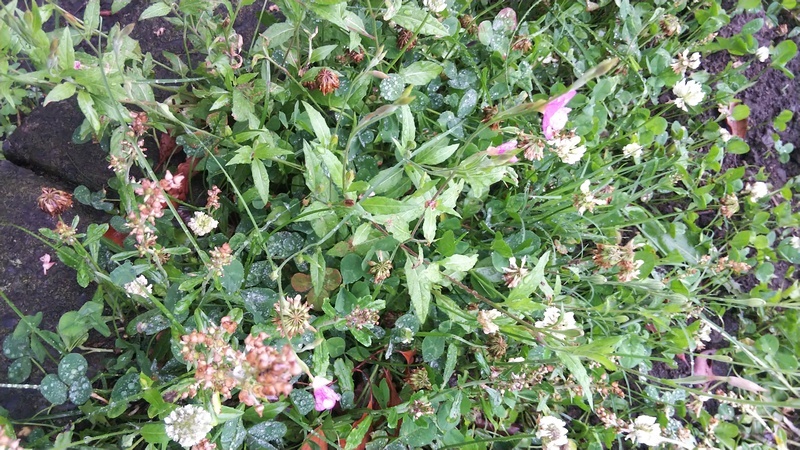 ユウゲショウとシロツメクサ 東京都大田区平和島公園