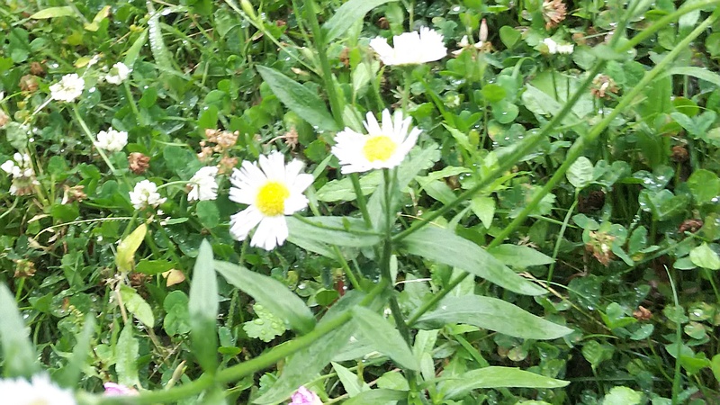 ヒメジョオン 東京都大田区平和島公園