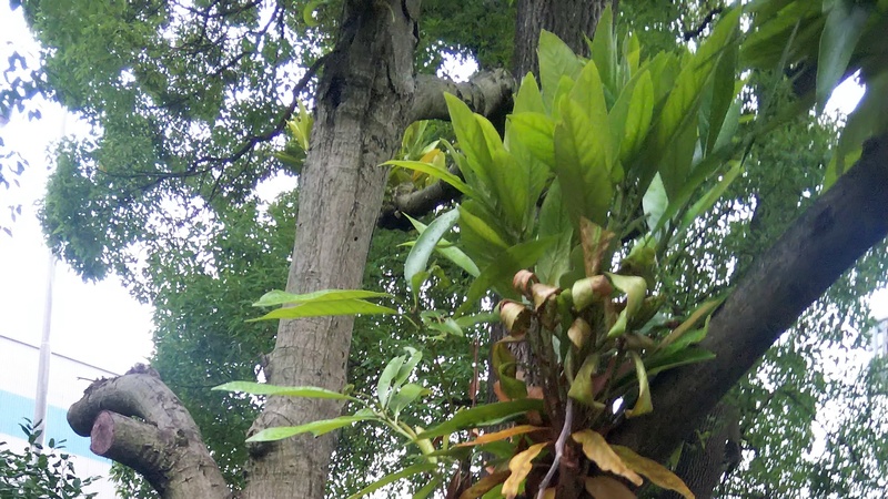 マテバシイ 東京都大田区平和島公園