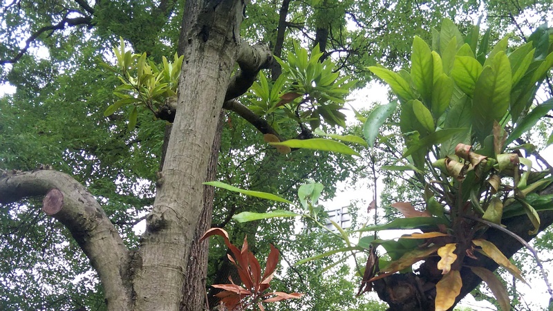 マテバシイ 東京都大田区平和島公園