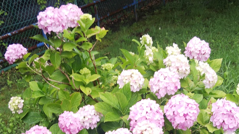 アジサイ 東京都大田区平和の森公園