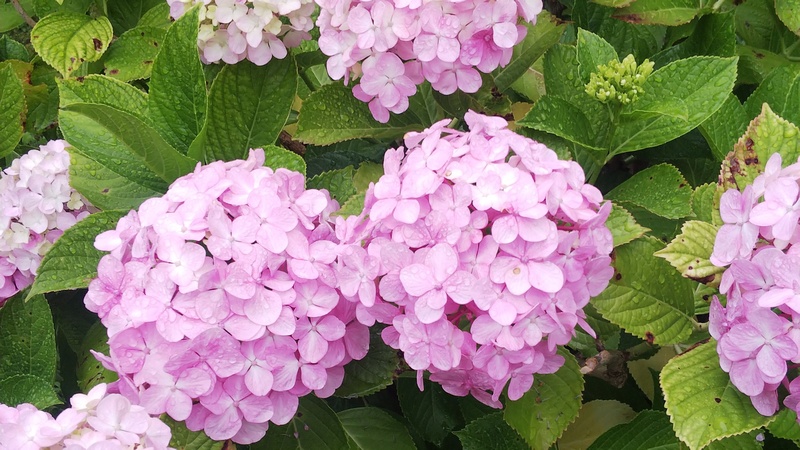アジサイ 東京都大田区平和の森公園