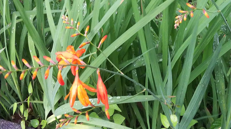 ヒメヒオウギズイセンの花 東京都大田区平和の森公園
