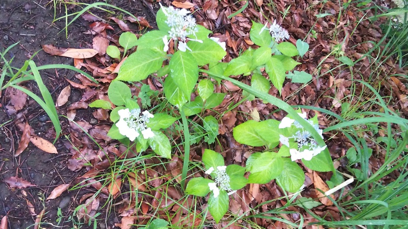 ガクアジサイ 東京都大田区平和の森公園
