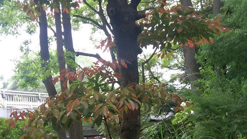 アラカシの紅葉 東京都大田区平和の森公園