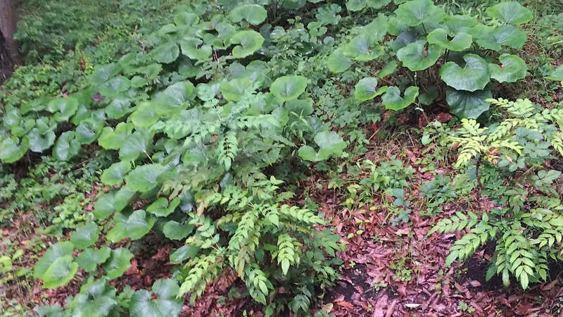 ツワブキ群 東京都大田区平和の森公園