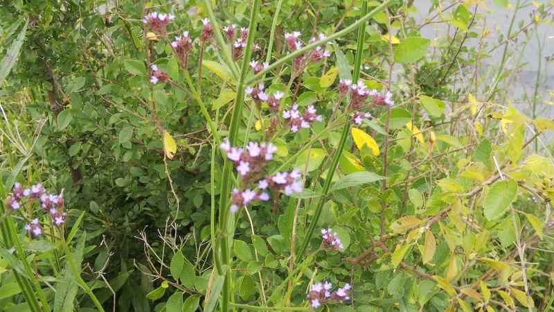 アレチハナガサ 東京都大田区大和大橋