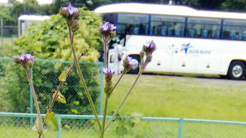 アレチハナガサ 東京都大田区大和大橋