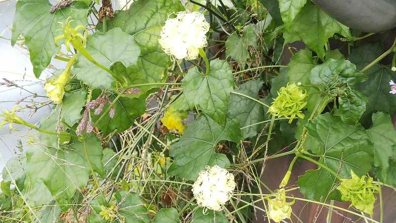 キカラスウリ 東京都大田区大和大橋