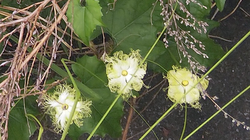 キカラスウリ 東京都大田区大和大橋