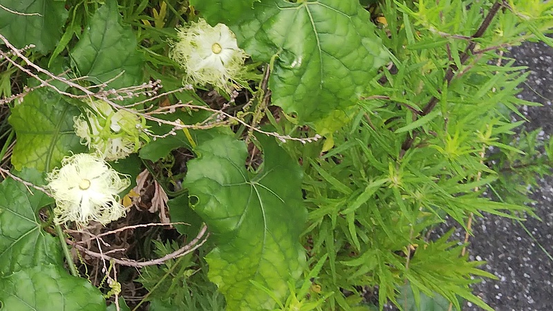 キカラスウリ 東京都大田区大和大橋