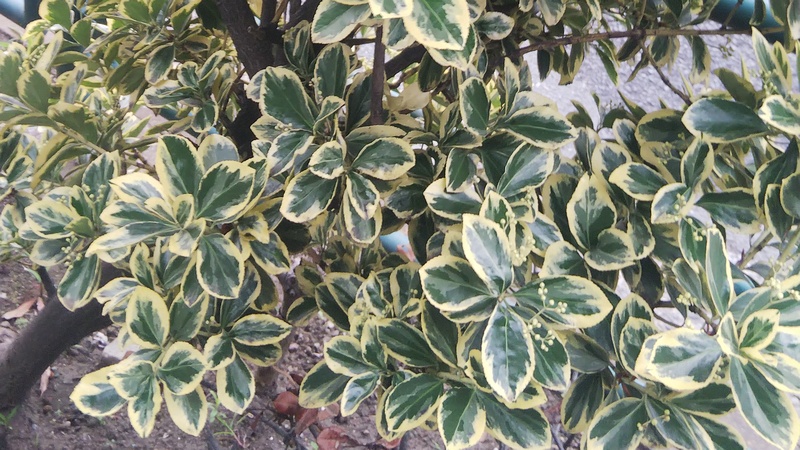 フイリマサキの蕾 東京都大田区平和島