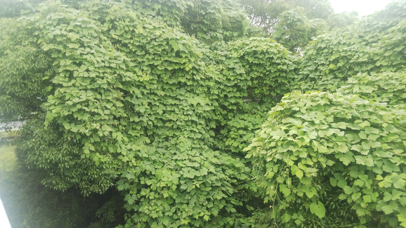 クズの大群落 東京都大田区平和島公園