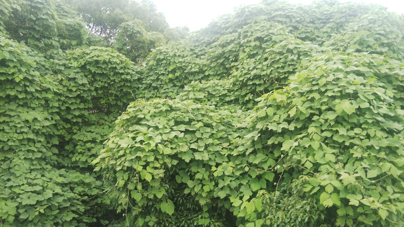 クズの大群落 東京都大田区平和島公園