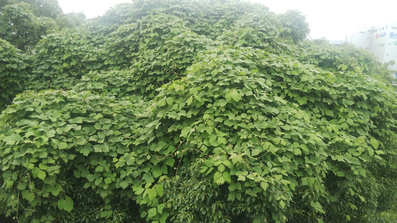クズの大群落 東京都大田区平和島公園