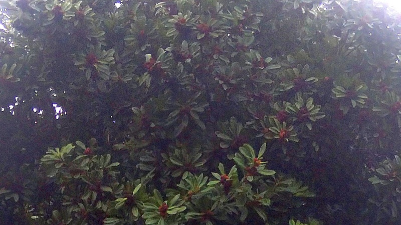 ヤマモモの花 東京都大田区平和の森公園