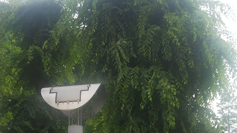 枝が垂れたケヤキ 東京都大田区平和の森公園