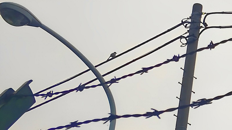 電線に留まるオナガ 東京都大田区平和島公園