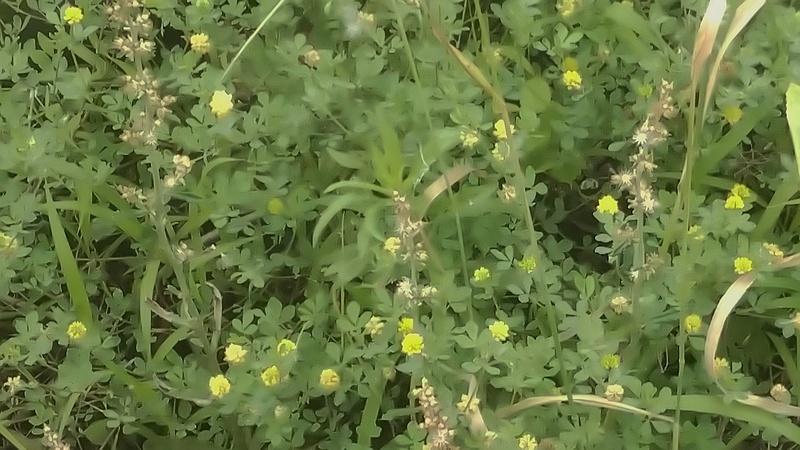 コメツブツメクサ 横浜市旭区今宿町