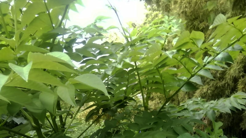 ヌルデ 横浜市旭区今宿南町