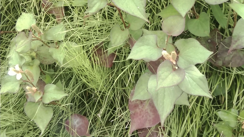 ドクダミ 横浜市旭区今宿南町