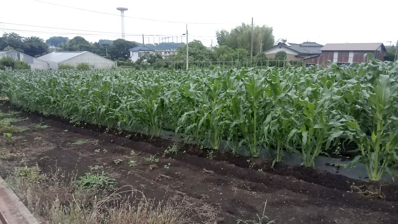 トウモロコシ畑 横浜市旭区今宿南町