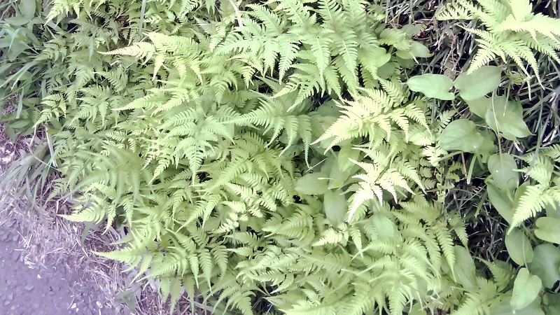 イヌワラビ 横浜市旭区今宿南町
