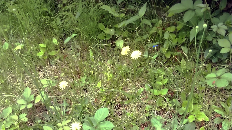 ブタナの花 横浜市旭区今宿南町