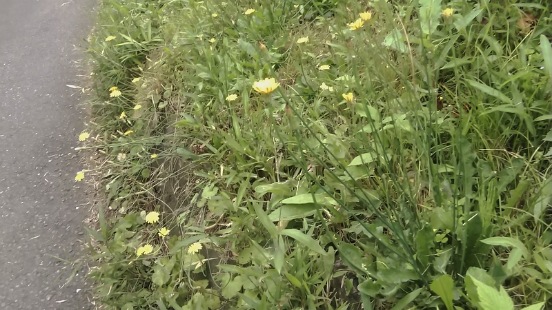 ブタナの花 横浜市旭区今宿南町