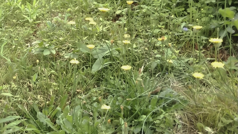 ブタナの花 横浜市旭区今宿南町