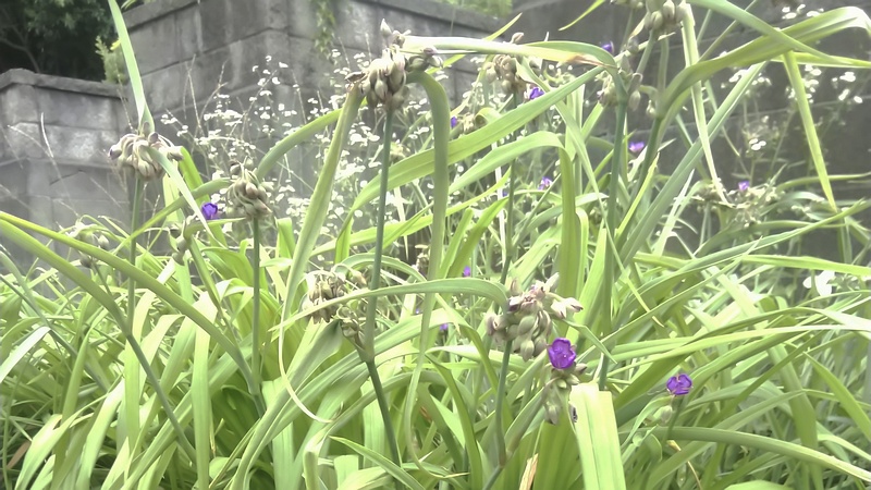 ムラサキツユクサ 横浜市旭区今宿南町
