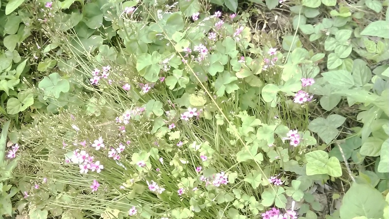 イモカタバミ 横浜市旭区今宿南町
