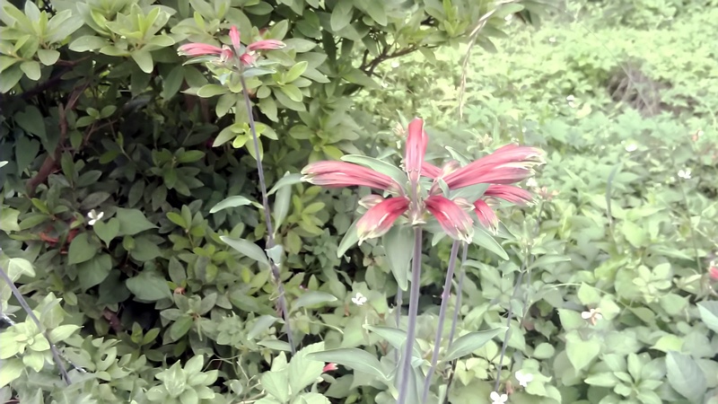 ユリズイセン 横浜市旭区今宿南町