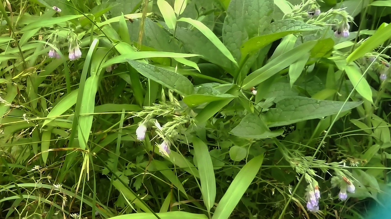 ヒレハリソウ 横浜市旭区今宿南町
