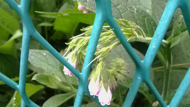 ヒレハリソウ 横浜市旭区今宿南町