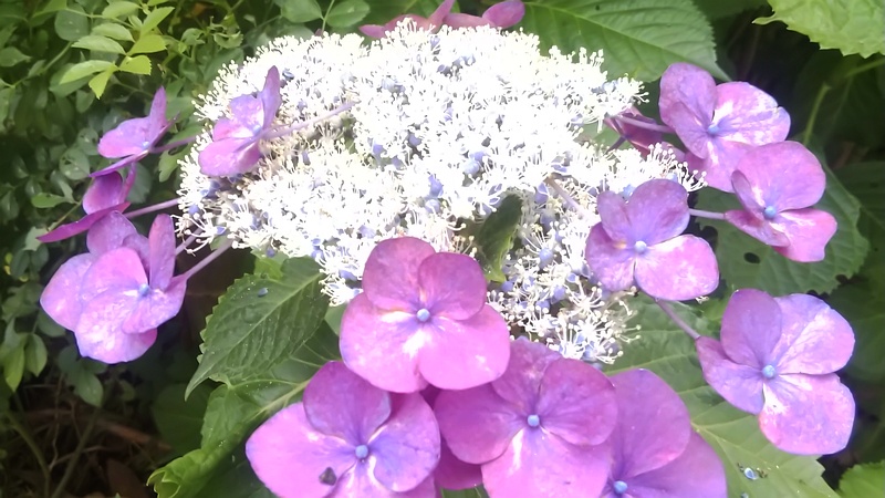 ガクアジサイ 横浜市旭区今宿南町