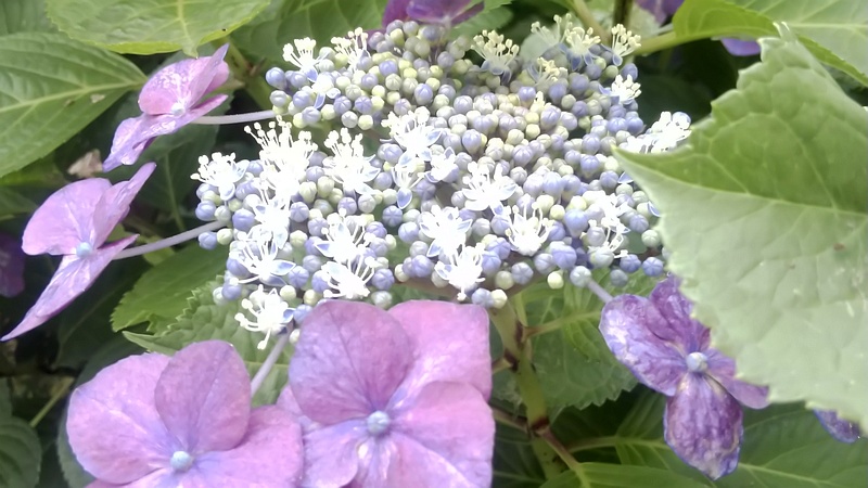 ガクアジサイ 横浜市旭区今宿南町