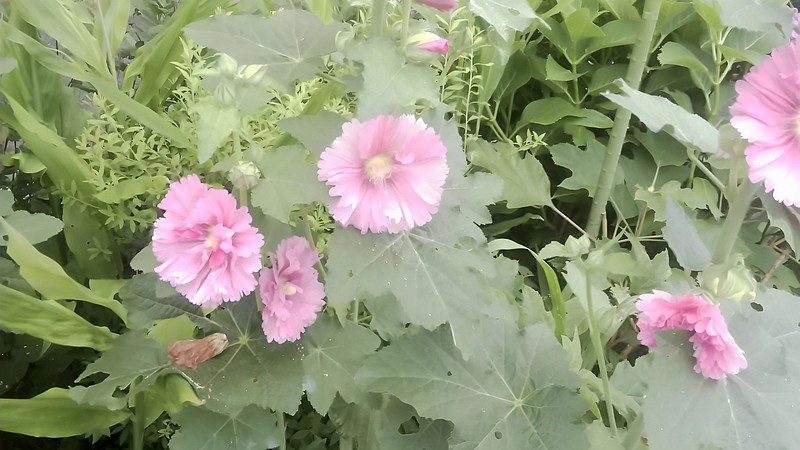 タチアオイの花 横浜市旭区今宿南町