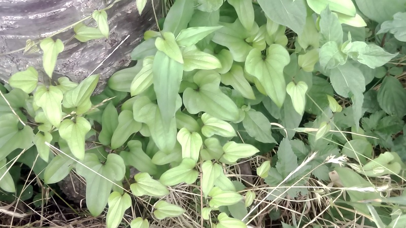 ヤマノイモ 横浜市旭区今宿南町