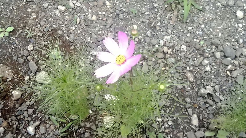 コスモス 横浜市旭区今宿南町