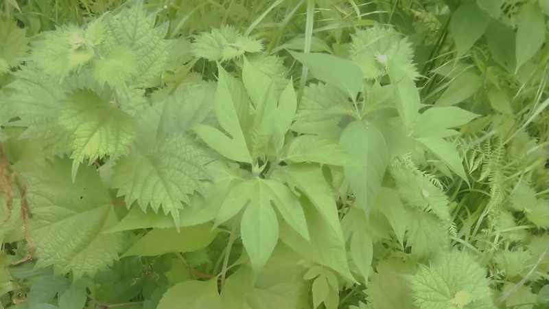 メヤブマオとオオブタクサ 横浜市旭区今宿南町