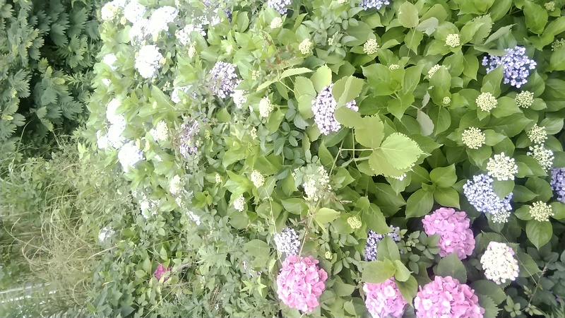 アジサイ 横浜市旭区今宿南町