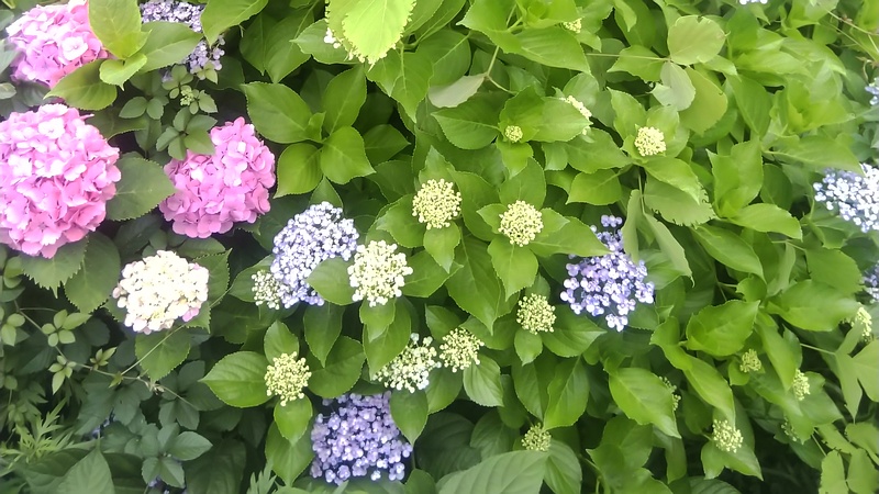 アジサイ 横浜市旭区今宿南町